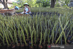 Budidaya bibit mangrove