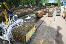 Tiga bulan giling, PTPN X produksi 146.823 ton gula