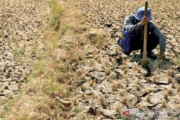 Sebelas kecamatan di Sampang alami kekeringan