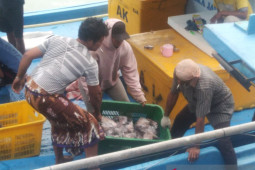 Produksi ikan tangkapan nelayan Sungailiat sebanyak 283 ton