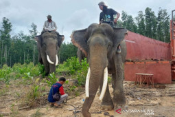 Gajah remaja yang "main" di kebun warga akhirnya ditranslokasi ke Taman Nasional Teso Nillo