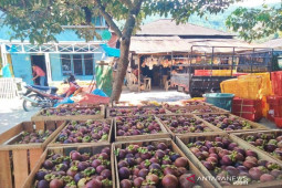 Harga Manggis di Madina selama Pandemi turun