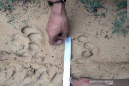 Ada jejak harimau sumatera di kebun sawit