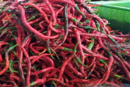 Harga pangan hari ini,  cabai  merah keriting turun jadi Rp31.880 per kg