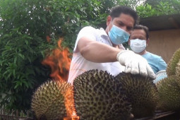 Menikmati tren baru makan durian bakar di Medan