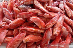 Harga ikan di Pulau Simeulue lebih mahal dari ayam potong