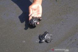 Satgas Pamtas lepasliarkan 300 ekor tukik di Pantai Paloh Sambas