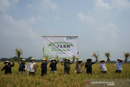 Dompet Dhuafa-Gapoktan panen raya di tengah pandemi