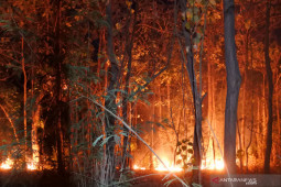 Kebakaran Hutan Perhutani