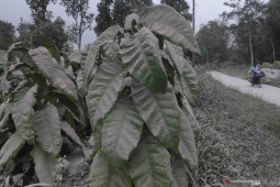 Hujan abu Merapi guyur sebagian wilayah  Magelang
