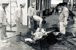 Menilik aksi TKA bunuh dan kuliti buaya kemudian dijadikan sup