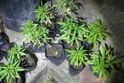 Thailand izinkan warganya menanam ganja