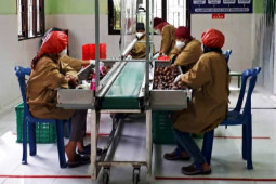 China lirik salak nglumut  organik lereng Merapi