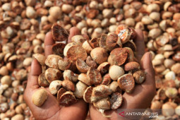 Harga pinang di Aceh Utara capai Rp23 ribu per kilogram