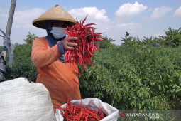 atasi fluktuasi harga cabai, ini saran peneliti