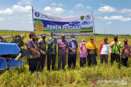 Sistem organik tingkatkan produktivitas padi  Kabupaten PPU