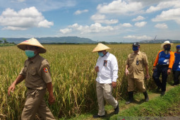 Menilik peran Bulog Jember menjaga ketersediaan pangan selama pandemi
