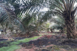 Petani Mukomuko usulkan peremajaan sawit di lahan 75 hektare