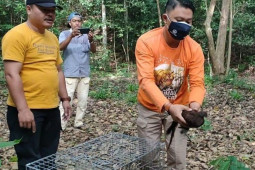Dokter lestarikan burung kuau kerdil Sumatera