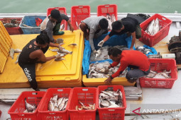 Produksi ikan di Pelabuhan Sungailiat pada Agustus melampaui target