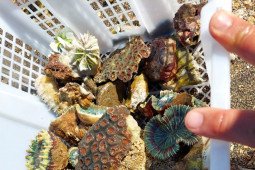 Polres Bima Kota lepas terumbu karang hias hasil sitaan ke habitatnya