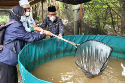 Panen lele bantuan BAZNAS Palas, Sekda: Saya terharu dan bersyukur