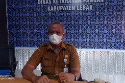 Warga lebak diajak setiap hari konsumsi pangan pengganti beras