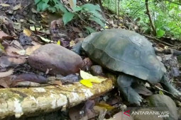 Kura-kura kaki gajah dilepasliarkan ke habitatnya, satwa langka ini sempat jadi mainan