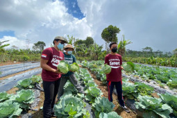 Petani Muda Keren Desa Gobleg berbagi inspirasi dengan Tim IPDMIP