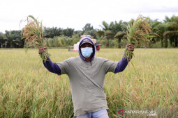 Iman Qolbi Manfaatkan Peluang Usaha Pertanian di Desa Rias