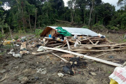 Rumah warga Aceh Timur ambruk diserang gajah