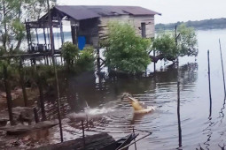 Di terkam buaya, Pegawai TNTP Seruyan luka parah
