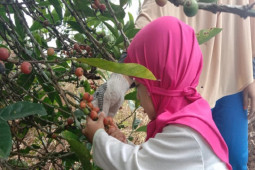 Petani Kopi Liberika Tungkal terus berjuang peroleh harga ideal
