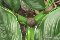 Petani porang lahan gambut Kalbar raih penghasilan Rp560 juta sekali panen