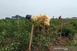 Petani cabai di Indramayu merugi akibat harga jual anjlok