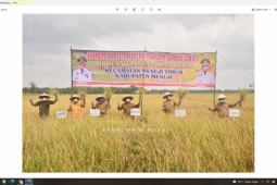 Bupati Mesuji panen raya padi musim gadu di Tanjung Mas Rejo