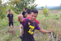 Perburuan hama tikus di Tapsel berlanjut, kali ini melibatkan TNI