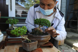Kampung WIsata Bonsai Jember