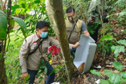 BKSDA Padangsidimpuan lepas liarkan kukang ke Barumun