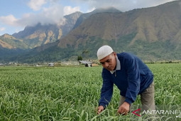 Kementan dorong komitmen wajib tanam bawang putih untuk tingkatkan produksi nasional