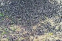 Artikel - Kematian burung pipit dan bioindikator kualitas lingkungan