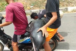 Heboh video warga Bima boncengkan paus kepala melon, ini kata BPSL Denpasar