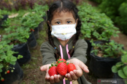 Agrowisata di Banyuwangi