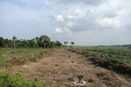 Lahan kosong ditanami sawit