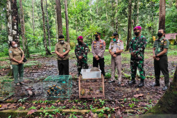 BBKSDA lepas satwa endemik Papua yang hampir punah