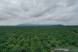 Ekspor CPO Kalbar capai 490.083 ton pada Januari - Agustus 2021