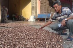 Harga biji pinang di Abdya Rp25 ribu per kilogram