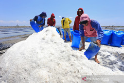 Produksi garam terkendala hujan