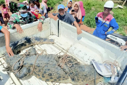 Satu buaya ditangkap, polisi dan BKSDA Jambi buru satu lainnya di Sungai Gelam