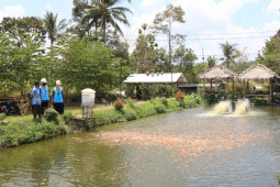 Electrifying Agriculture PLN dongkrak produktivitas budidaya Ikan Nila di Kalasan
